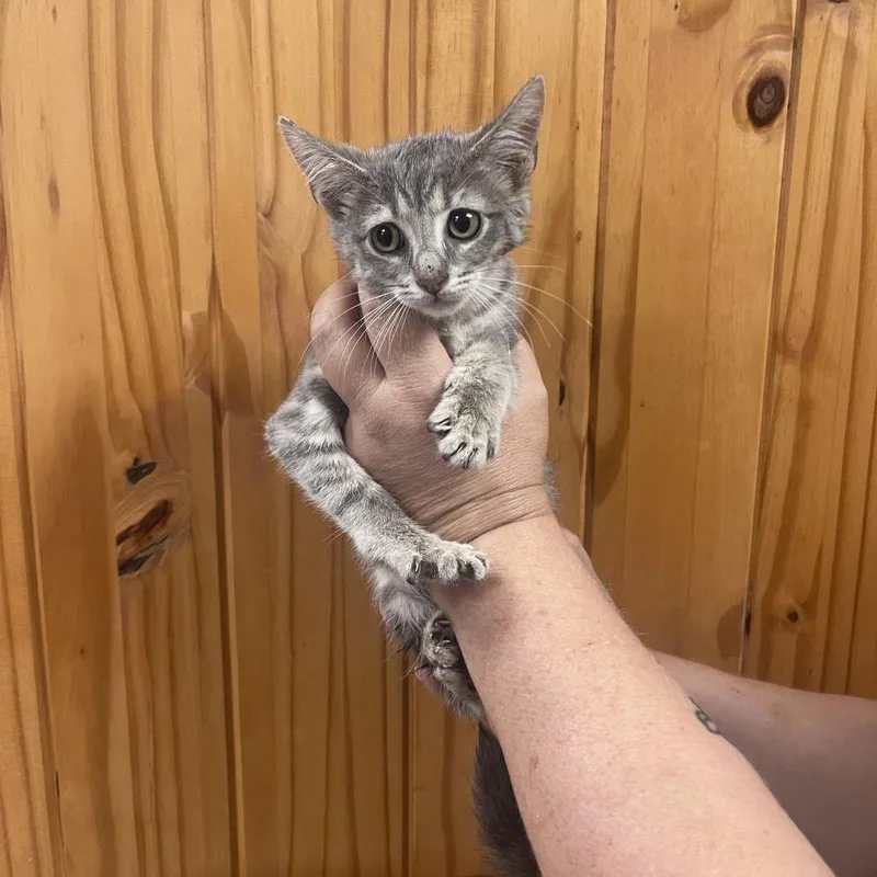 A baby small-sized female Gray / Blue / Silver Domestic Short Hair cat named Strudel for adoption in Waco, TX