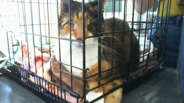 A young small-sized female Domestic Short Hair cat named A for adoption in Charlotte, NC