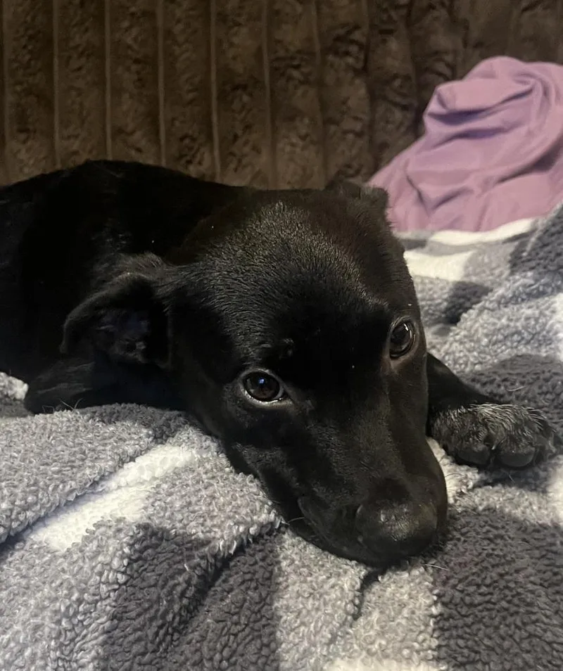 A baby medium-sized male Labrador Retriever dog named Bodie  Batesville Litter for adoption in Horn Lake, MS