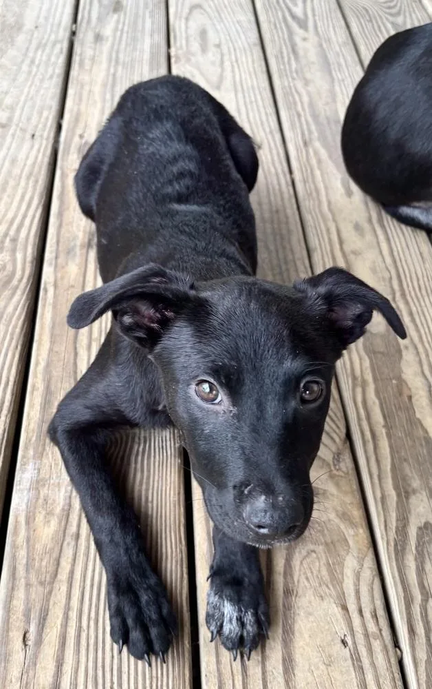 Bodie  Batesville Litter thumbnail 3