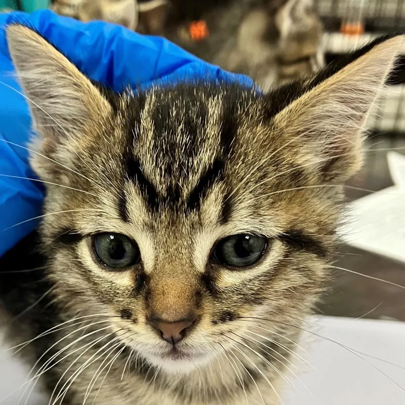 A baby small-sized male Gray / Blue / Silver Domestic Short Hair cat named Womble for adoption in Las Cruces, NM