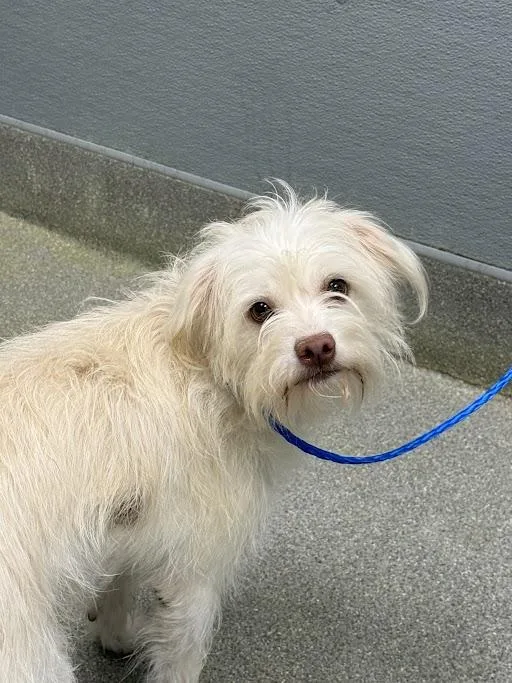 A young medium-sized female Terrier dog named Maggie for adoption in Las Vegas, NV