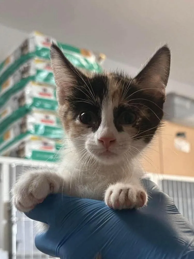 A baby medium-sized female Domestic Short Hair cat named Bobby for adoption in Bolivar, MO