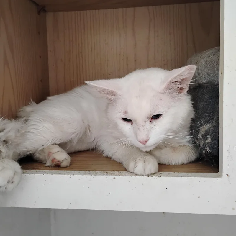 An adult medium-sized male White Domestic Long Hair cat named Loki for adoption in Woodland, CA