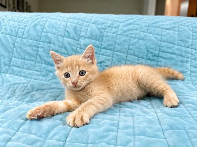 A baby medium-sized male Buff / Tan / Fawn Domestic Medium Hair cat named Butterball for adoption in Houston, TX
