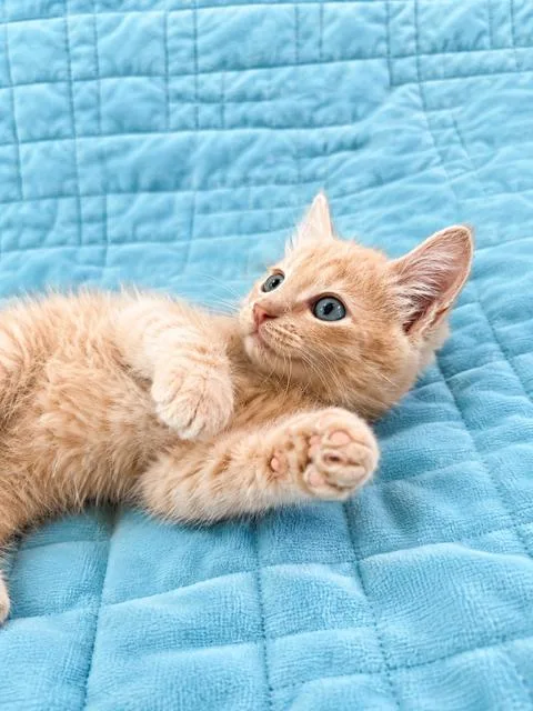 Butterball thumbnail 3