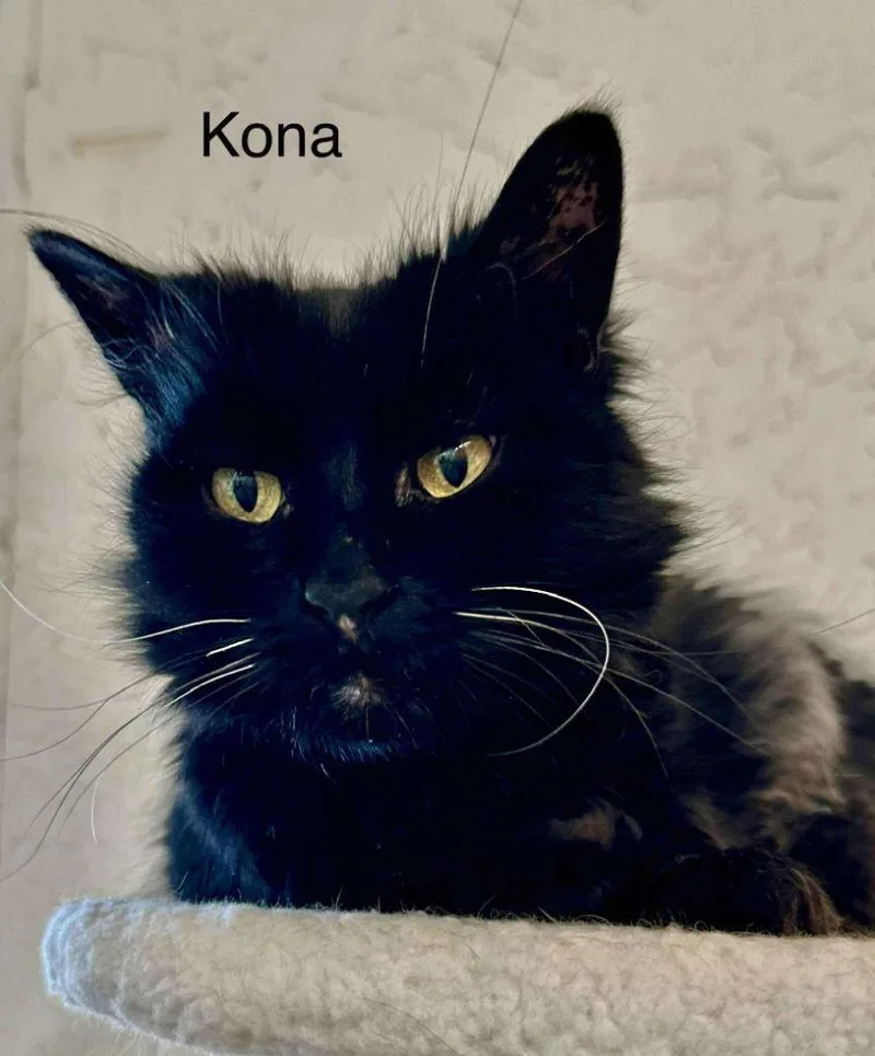 Kona thumbnail 3