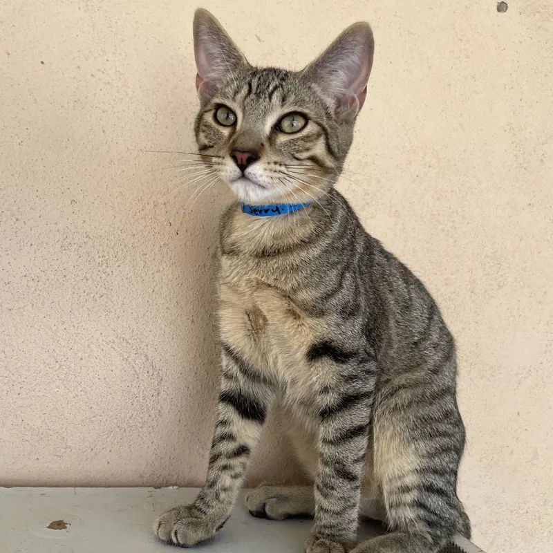 A baby medium-sized male Gray / Blue / Silver Domestic Short Hair cat named Jerry for adoption in Laredo, TX