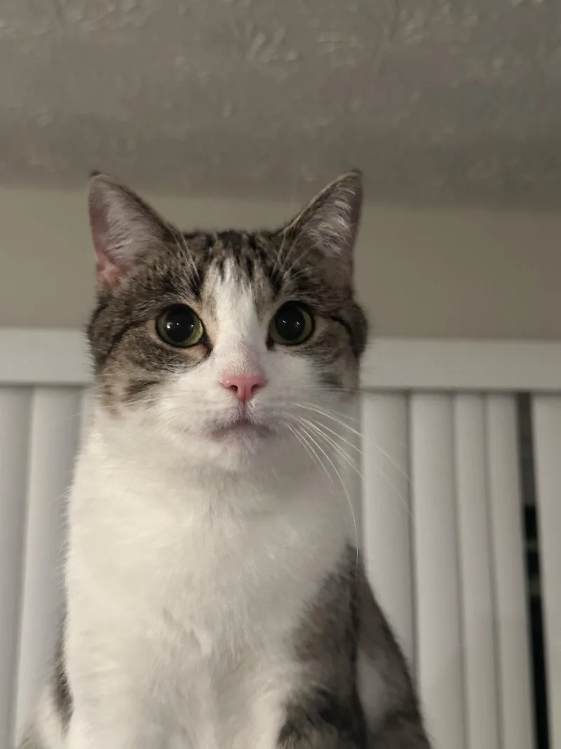 An adult medium-sized female Tabby (Brown / Chocolate) Domestic Short Hair cat named Indigo for adoption in Marietta, GA
