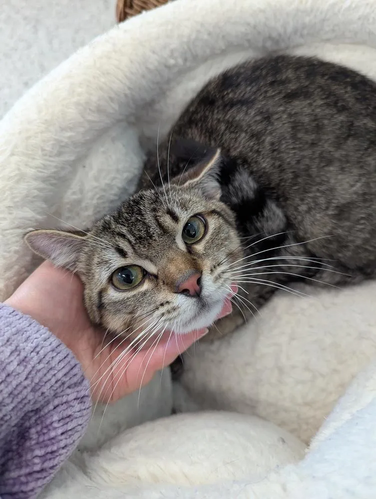 A baby small-sized male Domestic Short Hair cat named Eros for adoption in Fort Walton Beach, FL
