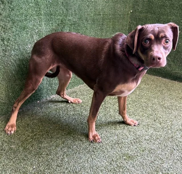 A young medium-sized female Dachshund dog named Peach for adoption in Lancaster, CA