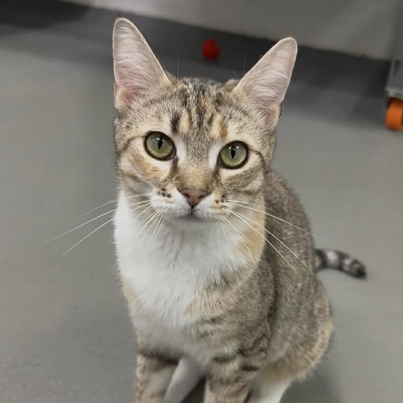 A young medium-sized female Brown / Chocolate Domestic Short Hair cat named Barb for adoption in Chapel Hill, NC