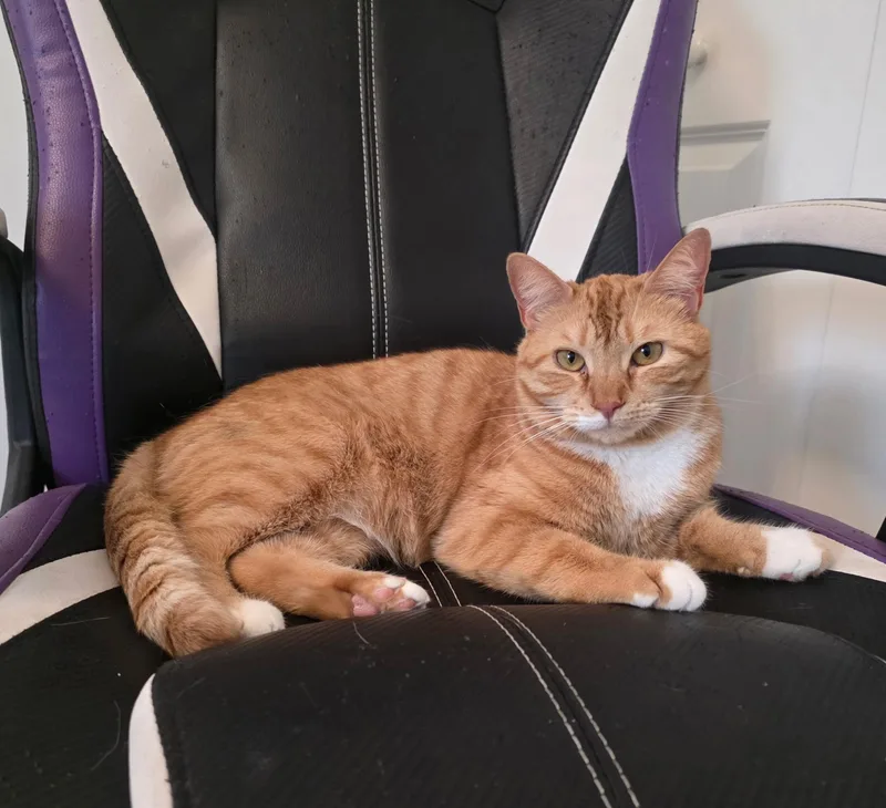 A young medium-sized female Orange & White Domestic Short Hair cat named Mama & Princess for adoption in Tampa, FL