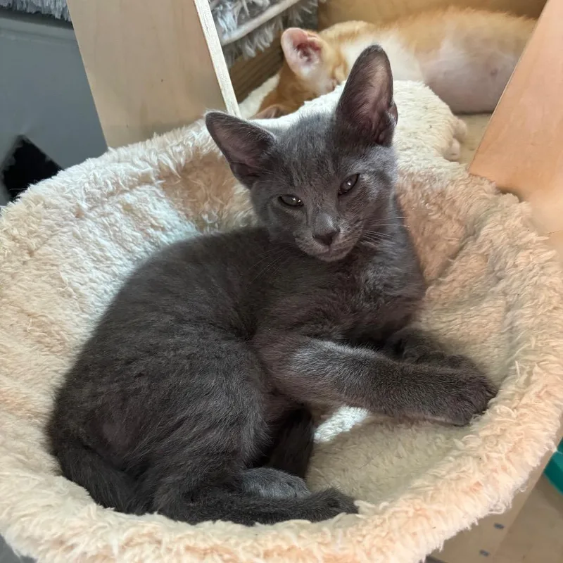 A baby small-sized male Gray / Blue / Silver Domestic Short Hair cat named Arugula for adoption in Bulverde, TX