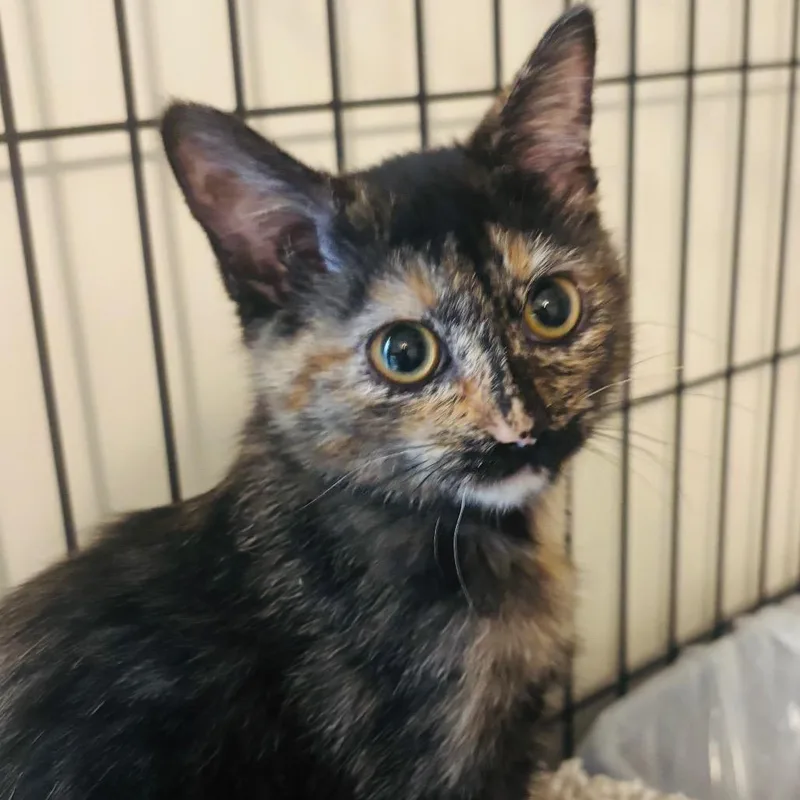 A baby small-sized female Tortoiseshell Domestic Short Hair cat named Plum for adoption in Grantsville, UT