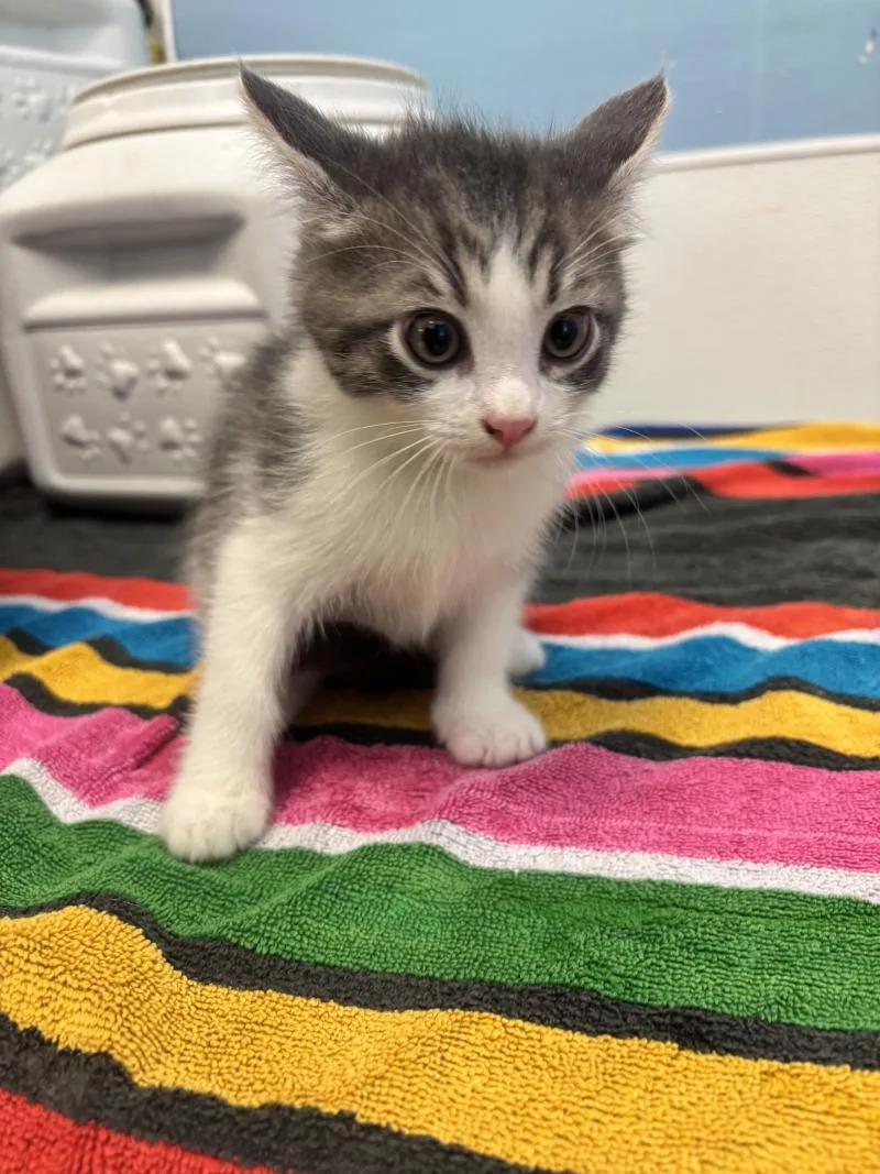 A young medium-sized male Tabby (Gray / Blue / Silver) Domestic Medium Hair cat named Tommy for adoption in Supply, NC