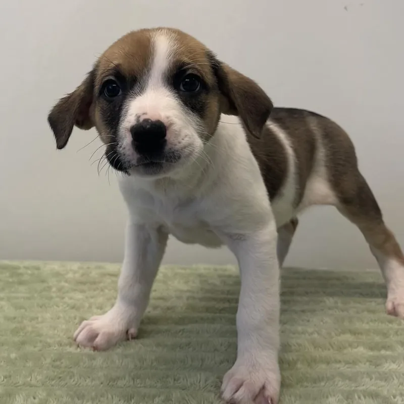 A baby medium-sized female White / Cream Labrador Retriever dog named Poochie Vuitton for adoption in Kanab, UT