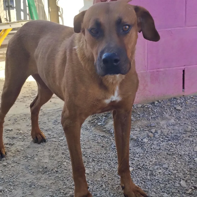 An adult large-sized female Brown / Chocolate Catahoula Leopard Dog named Grace for adoption in Parker, AZ
