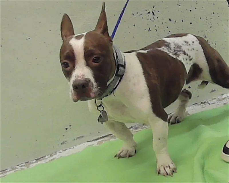 An adult medium-sized female Staffordshire Bull Terrier dog named Lucy for adoption in Houston, TX