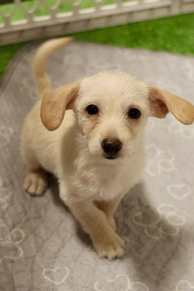 A baby small-sized female White / Cream Chihuahua dog named Westby for adoption in TUCSON, AZ