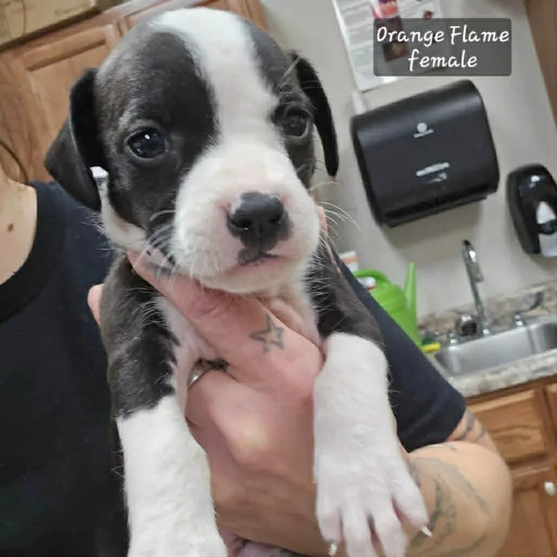 A baby medium-sized female Tricolor (Brown, Black, & White) Pit Bull Terrier dog named Orange Flamefemale for adoption in Wenonah, NJ