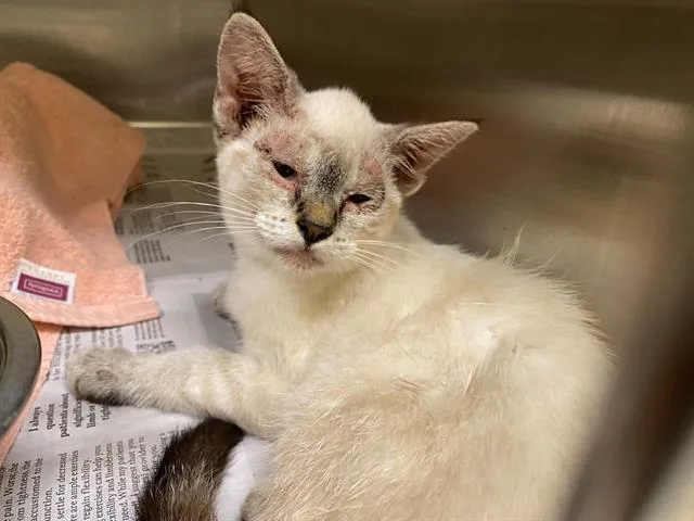 A baby medium-sized female Domestic Short Hair cat named Eden for adoption in Tustin, CA