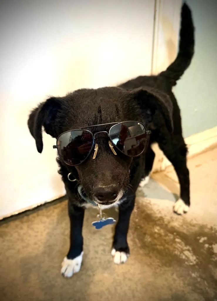 A baby small-sized male Poodle dog named Paulie for adoption in Los Angeles, CA