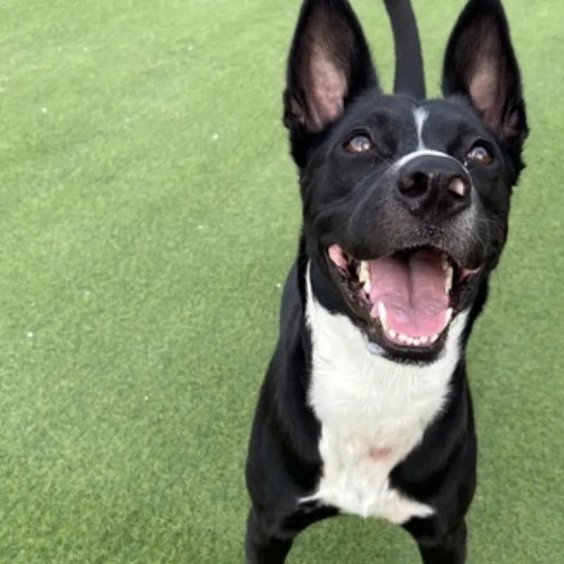 A young medium-sized female Black Border Collie dog named Nova for adoption in Huntington, NY