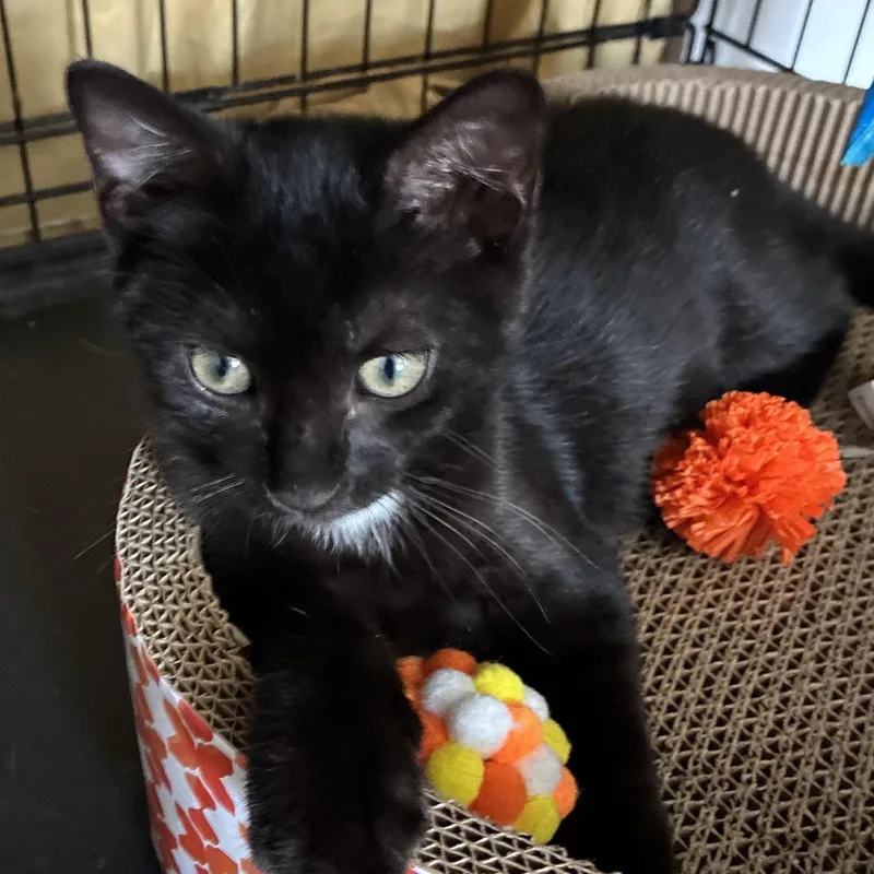A baby small-sized male Black American Shorthair cat named Parker N  From for adoption in New York, NY