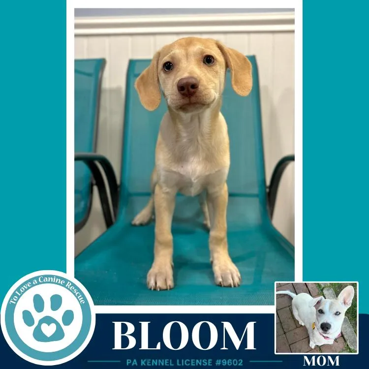 Bloom