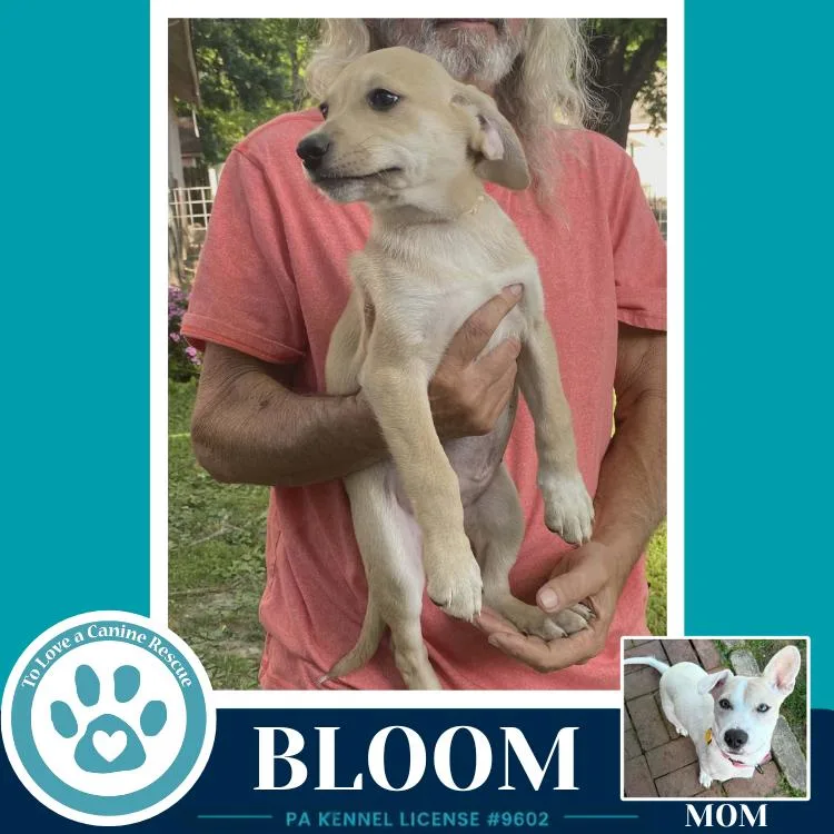 Bloom thumbnail 2