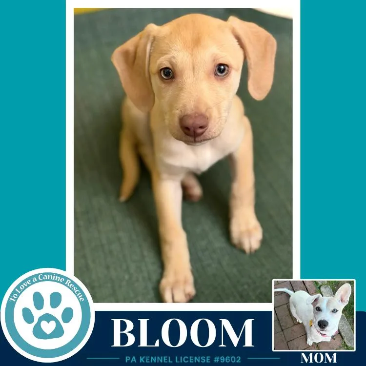 Bloom thumbnail 3