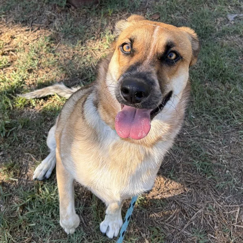 A young medium-sized male Brown / Chocolate Shepherd dog named Bo Jones for adoption in Long Beach, CA