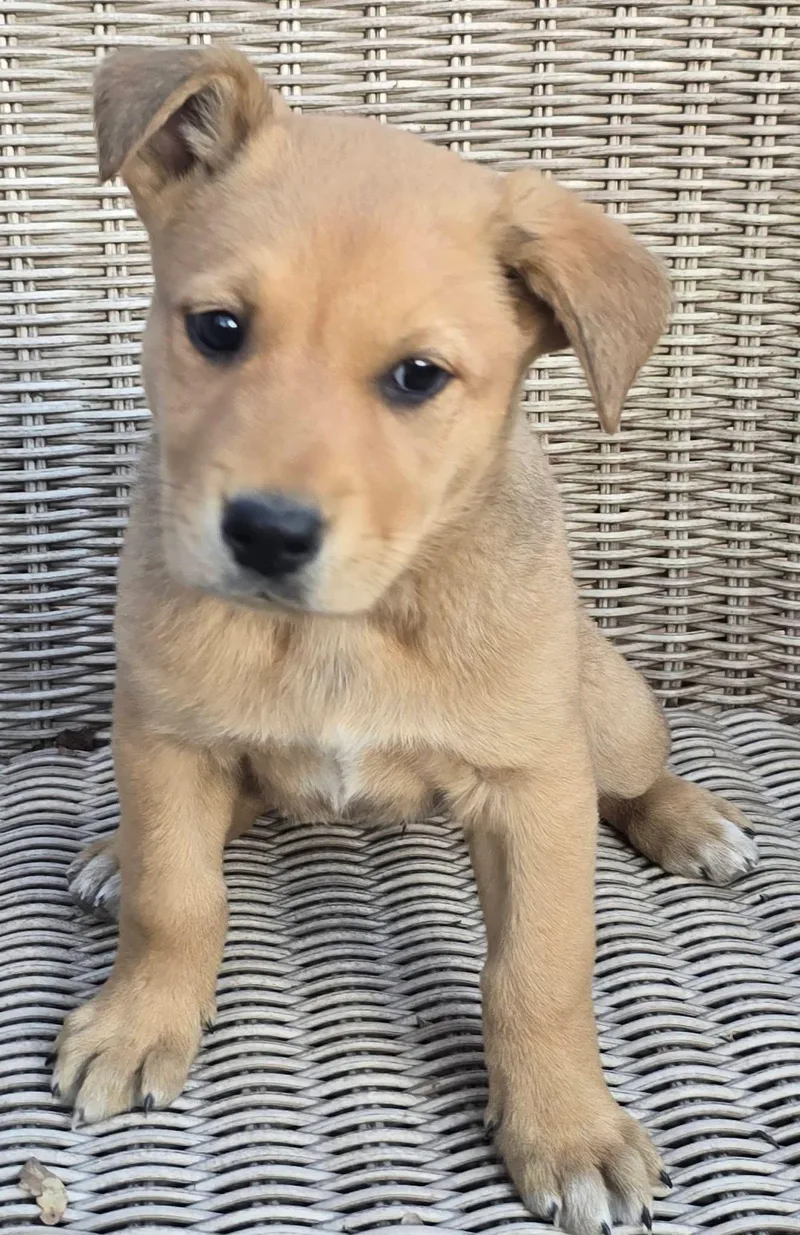 Pineapple thumbnail 2