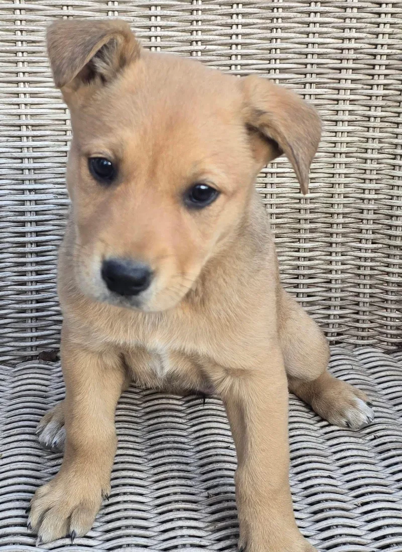 Pineapple thumbnail 3