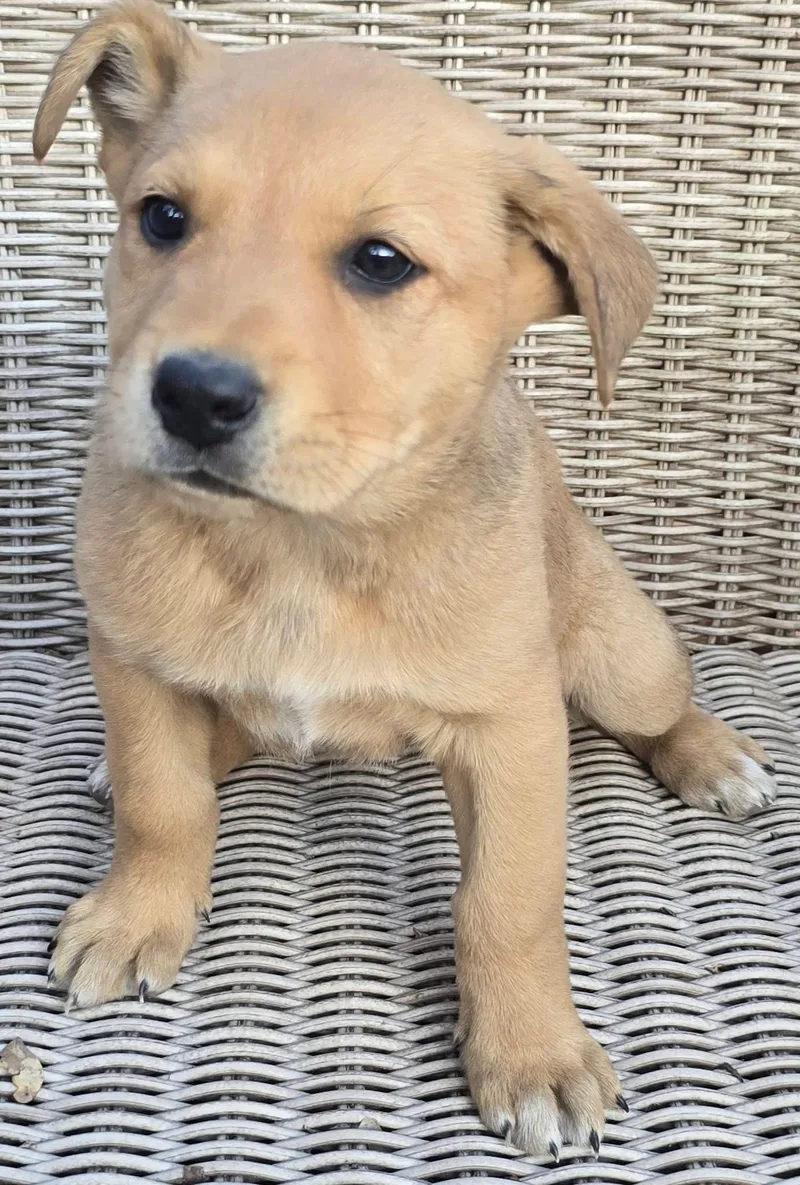 Pineapple thumbnail 5