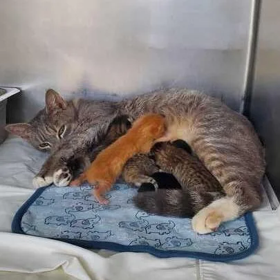 An adult medium-sized female Gray / Blue / Silver Domestic Short Hair cat named Avondale for adoption in Chesapeake, VA