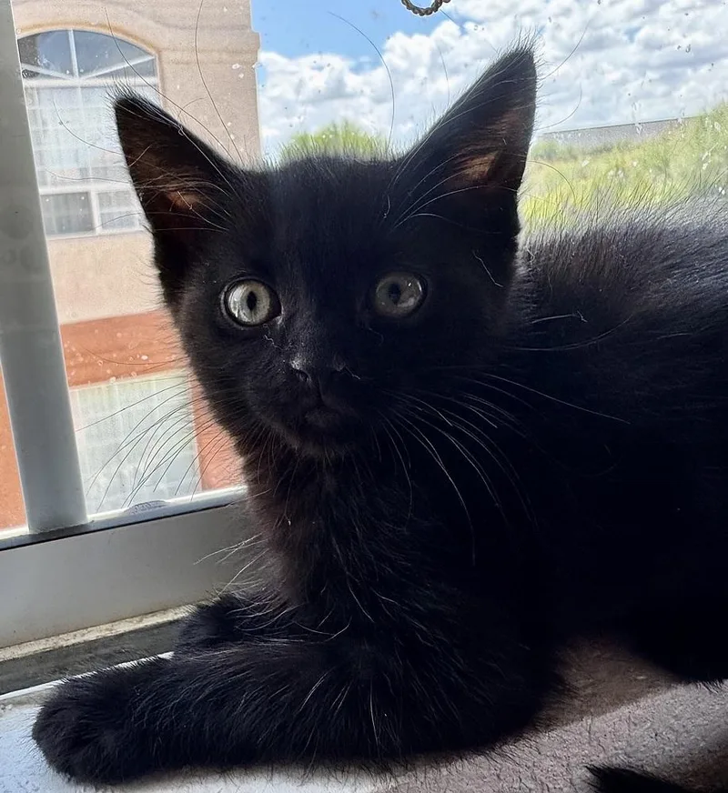 A baby small-sized male Black Domestic Short Hair cat named Dip for adoption in Green Valley, AZ