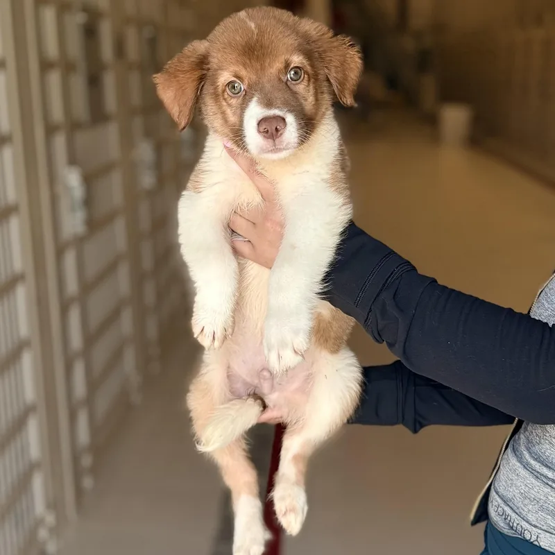 A baby medium-sized male Australian Cattle Dog / Blue Heeler dog named Trevor for adoption in Chicago, IL