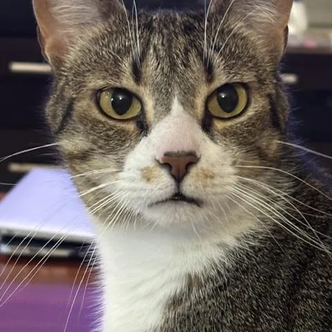 An adult medium-sized female Black & White / Tuxedo American Shorthair cat named Oreo and Reese for adoption in Medford, MA