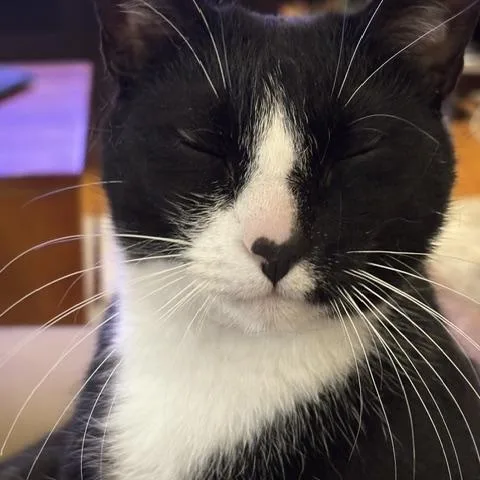 Oreo and Reese thumbnail 3