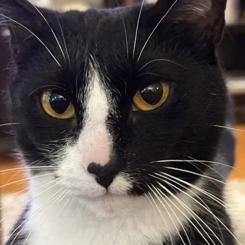 Oreo and Reese thumbnail 6