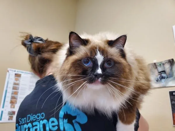 An adult medium-sized female Ragdoll cat named Chloe for adoption in Oceanside, CA