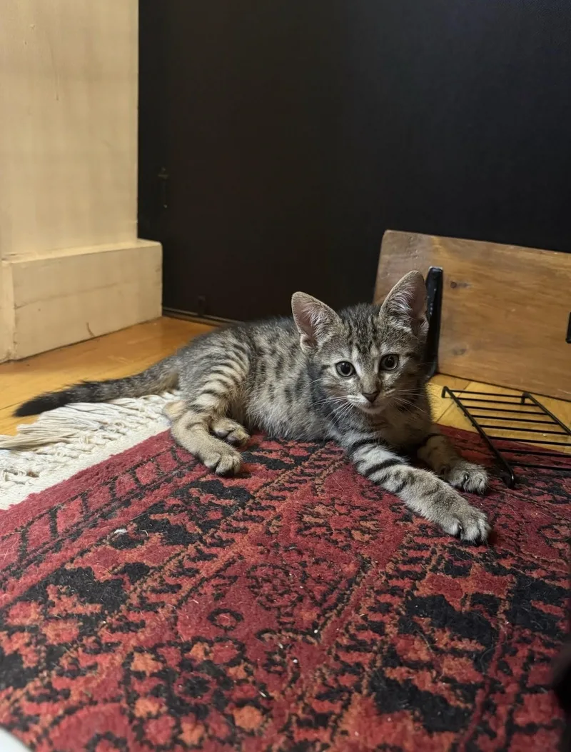 A baby small-sized female Gray / Blue / Silver Domestic Short Hair cat named Oleander & Azalea for adoption in brooklyn, NY