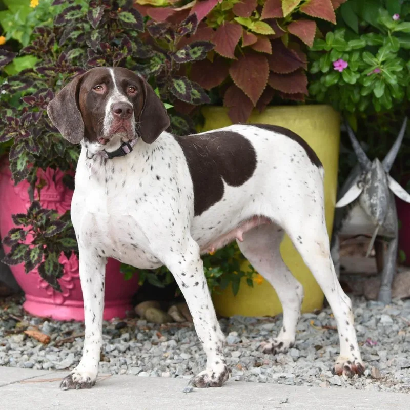 An adult large-sized female German Shorthaired Pointer dog named Molly P for adoption in Wake Forest, NC