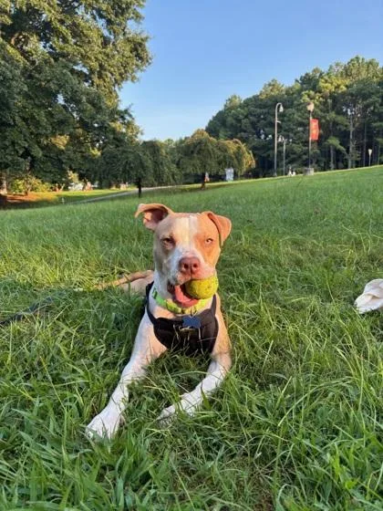 An adult medium-sized male Pit Bull Terrier dog named Bando for adoption in Atlanta, GA
