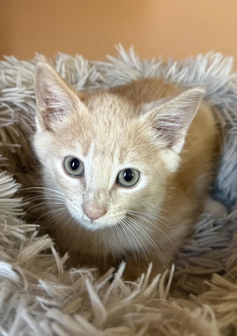 A baby medium-sized male Orange & White Domestic Short Hair cat named Gizmo for adoption in South Elgin, IL