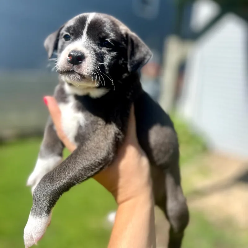 A baby small-sized female Black Boston Terrier dog named Allie Hayes for adoption in St. Charles, IL