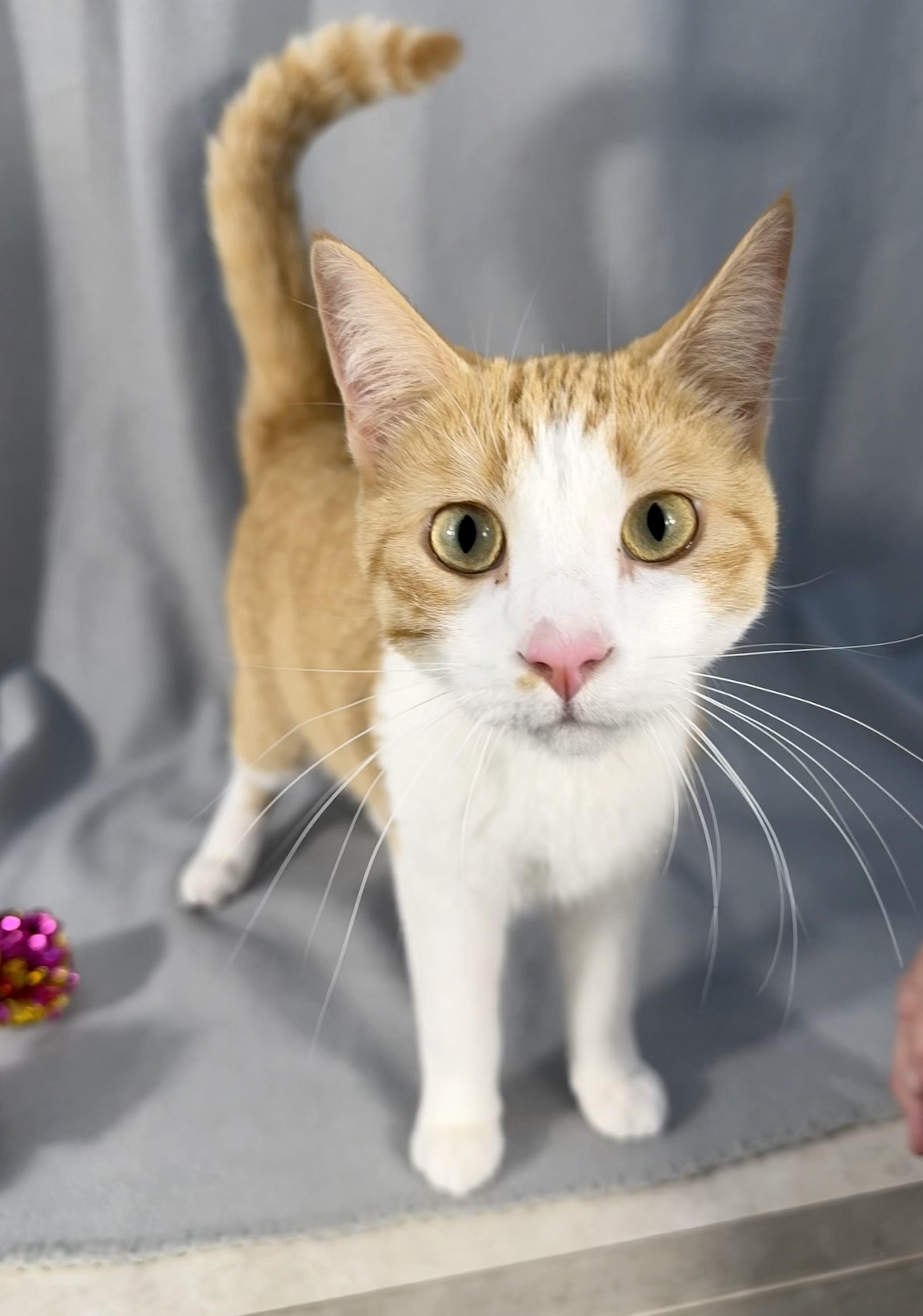 A young medium-sized male Orange & White Domestic Short Hair cat named Nico for adoption in Minneapolis, MN