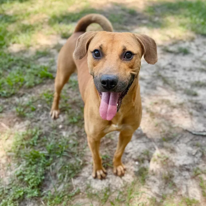 An adult medium-sized male Mixed Breed dog named Waylon for adoption in Milton, FL
